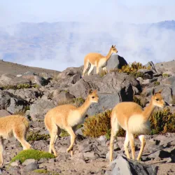 Reserva Faunística Chimborazo - Riobamba