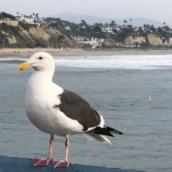 San Clemente Pier - San Clemente