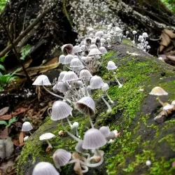 Reserva Ecológica La Perla - Santo Domingo