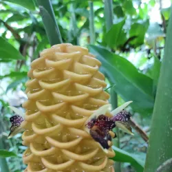 Reserva Ecológica La Perla - Santo Domingo