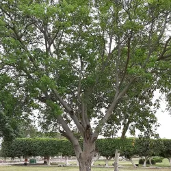 10th of Ramadan City Park - 10th of Ramadan