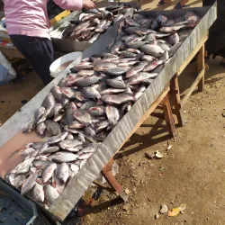 Local Markets of 10th of Ramadan - 10th of Ramadan