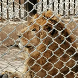 Al Rehab Park - Al Rehab