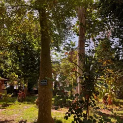 Botanical Garden on Kitchener's Island - Aswan