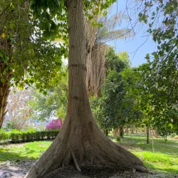 Botanical Garden on Kitchener's Island - Aswan