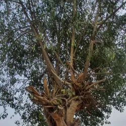 Public Gardens and Parks - El Mahalla El Kubra