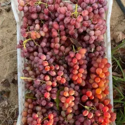 Al Obour Market - El Obour