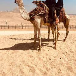 Camel and Horseback Riding Tours - Giza