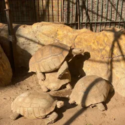 Giza Zoo - Giza