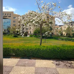 Agricultural Fields of Kafr El Sheikh - Kafr El Sheikh