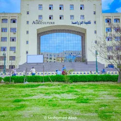 Agricultural Fields of Kafr El Sheikh - Kafr El Sheikh