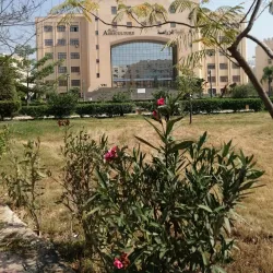 Agricultural Fields of Kafr El Sheikh - Kafr El Sheikh