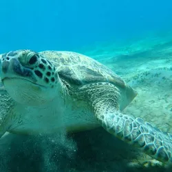 Abu Dabbab Bay - Marsa Alam