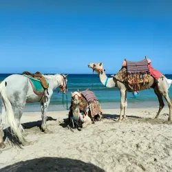 Abu Dabbab Bay - Marsa Alam