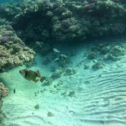 Abu Dabbab Bay - Marsa Alam