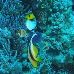 Elphinstone Reef - Marsa Alam