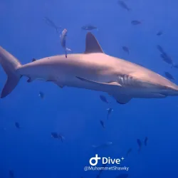 Elphinstone Reef - Marsa Alam