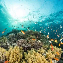 Elphinstone Reef - Marsa Alam