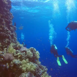 Elphinstone Reef - Marsa Alam