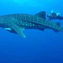 Elphinstone Reef - Marsa Alam