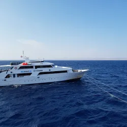 Elphinstone Reef - Marsa Alam