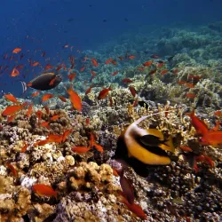 Elphinstone Reef - Marsa Alam