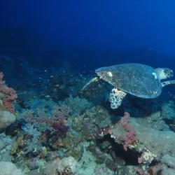 Elphinstone Reef - Marsa Alam