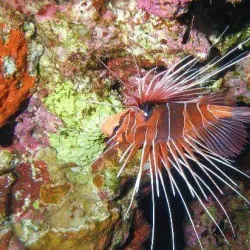 Elphinstone Reef - Marsa Alam