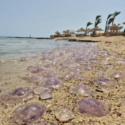 Mars Alam Beach - Marsa Alam
