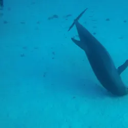 Samadai Reef (Dolphin House) - Marsa Alam