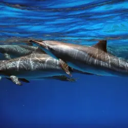 Samadai Reef (Dolphin House) - Marsa Alam