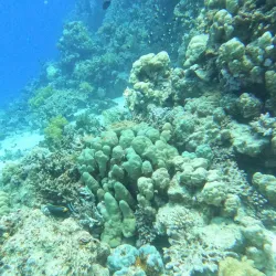 Samadai Reef (Dolphin House) - Marsa Alam