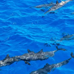 Samadai Reef (Dolphin House) - Marsa Alam