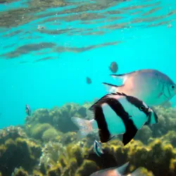 Sharm El Luli Beach - Marsa Alam