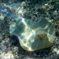 Sharm El Luli Beach - Marsa Alam