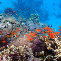 Wadi El Gemal National Park - Marsa Alam