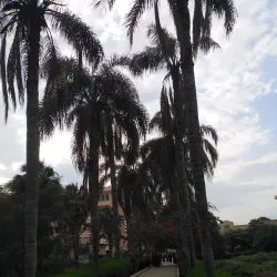 Agricultural Fields of Menofia - Menofia