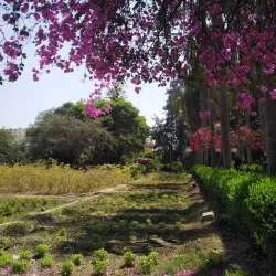 Agricultural Fields of Menofia - Menofia