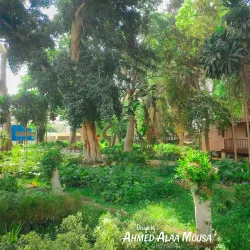 Agricultural Fields of Menofia - Menofia