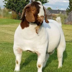 Menouf City - Menofia