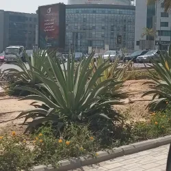 Fifth Settlement Park - New Cairo