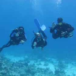 Red Sea Marine Life Observation - Ras Gharib (Ras Ghareb)