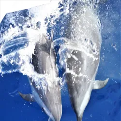 Red Sea Marine Life Observation - Ras Gharib (Ras Ghareb)