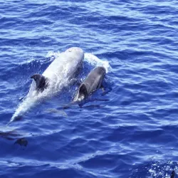 Red Sea Marine Life Observation - Ras Gharib (Ras Ghareb)