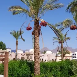 Al Mustafa Mosque - Sharm El Sheikh