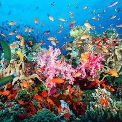 Ras Mohammed National Park - Sharm El Sheikh