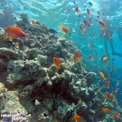 Ras Mohammed National Park - Sharm El Sheikh