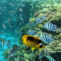 Shark's Bay - Sharm El Sheikh