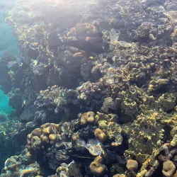 Shark's Bay - Sharm El Sheikh