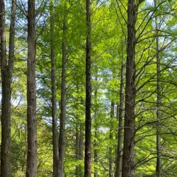 Shibin Al Kawm Public Parks - Shibin Al Kawm